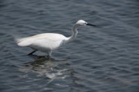 LBL1803209-1200  Little Egret, Egretta garzetta. © Leif Bisschop-Larsen / Naturfoto