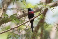 LBL1803229-1200  Red-chested Sunbird, Cinnyris erythrocercus. © Leif Bisschop-Larsen / Naturfoto