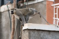 LBL1803258-1200  Vervet Monkey, Cercopithecus pygerythrus. © Leif Bisschop-Larsen / Naturfoto