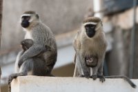 LBL1803263-1200  Vervet Monkey, Cercopithecus pygerythrus. © Leif Bisschop-Larsen / Naturfoto