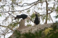 LBL1803271-1200  Black-and-white-casqued Hornbill, Bycanistes subcylindricus. © Leif Bisschop-Larsen / Naturfoto