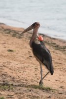 LBL1803273-1200  Marabou Stork, Leptoptilos crumenifer. © Leif Bisschop-Larsen / Naturfoto