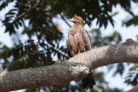 LBL1803285-1200  Black Kite, Milvus migrans. © Leif Bisschop-Larsen / Naturfoto