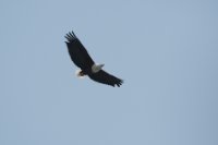 LBL1803320-1200  African Fish Eagle, Haliaeetus vocifer. © Leif Bisschop-Larsen / Naturfoto