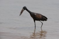 LBL1803332-1200  African Openbill, Anastomus lamelligerus. © Leif Bisschop-Larsen / Naturfoto