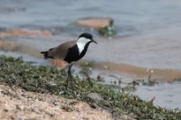 LBL1803344-1200  Spur-winged Lapwing, Vanellus spinosus. © Leif Bisschop-Larsen / Naturfoto