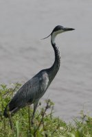 LBL1803364-1200  Black-headed Heron, Ardea melanocephala. © Leif Bisschop-Larsen / Naturfoto