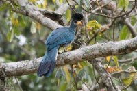 LBL1803416-1200  Great Blue Turaco, Corythaeola cristata. © Leif Bisschop-Larsen / Naturfoto