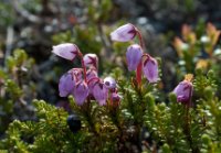 LBL0904588-1200  Mountain Heath, Phyllodoce caerulea (Blålyng). © Leif Bisschop-Larsen / Naturfoto.