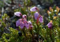 LBL0904588-1200  Mountain Heath, Phyllodoce caerulea (Blålyng). © Leif Bisschop-Larsen / Naturfoto.