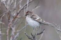 LBL0904676-1200  Arctic Redpoll (Hvidsisken), Carduelis hornemanni. © Leif Bisschop-Larsen / Naturfoto.