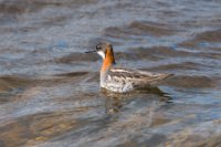 LBL0904720-1200  Red-necked Phalarope (Odinshane), Phalaropus lobatus. © Leif Bisschop-Larsen / Naturfoto.
