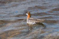 LBL0904720-1200  Red-necked Phalarope (Odinshane), Phalaropus lobatus. © Leif Bisschop-Larsen / Naturfoto.