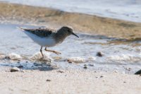 LBL0904814-1200  Temminck's Stint (Temmincksryle), Calidris temminckii. © Leif Bisschop-Larsen / Naturfoto.