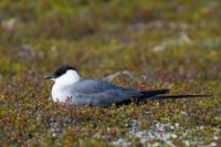 LBL0904863-1200  Long-tailed Skua (Lille Kjove), Stercorarius longicaudus. © Leif Bisschop-Larsen / Naturfoto.