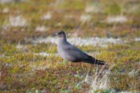 LBL0904954-1200  Arctic Skua (Alm. Kjove), Stercorarius parasiticus. © Leif Bisschop-Larsen / Naturfoto.