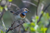 LBL0905174-1200  Bluethroat (Blåhals), Luscinia svecica. © Leif Bisschop-Larsen / Naturfoto.