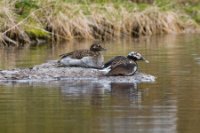LBL0905432-1200  Long-tailed Duck (Havlit), Clangula hyemalis. © Leif Bisschop-Larsen / Naturfoto.