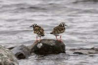 LBL0905467-1200  Ruddy Turnstone (Stenvender), Arenaria interpres. © Leif Bisschop-Larsen / Naturfoto.