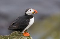 LBL0906113-1200  Puffin (Lunde), Fratercula arctica, Hornøya, Varanger.© Leif Bisschop-Larsen / Naturfoto.