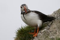 LBL0906179-1200  Puffin (Lunde), Fratercula arctica, Hornøya, Varanger.© Leif Bisschop-Larsen / Naturfoto.