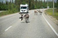 LBL1902434-1200  Reindeer meet you on the road in Finnish Lapland. © Leif Bisschop-Larsen / Naturfoto.