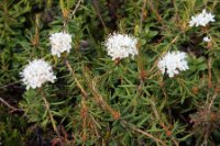 LBL1902454-1200  Labrador Tea (Mosepost), Ledum palustre. © Leif Bisschop-Larsen / Naturfoto.