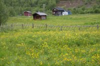 LBL1902464-1200  Meadow with Globe Flower, Trollius europaeus (Engblomme), Neiden, Varanger. © Leif Bisschop-Larsen / Naturfoto.