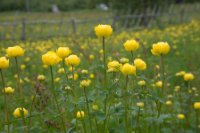 LBL1902472-1200  Globe Flower, Trollius europaeus (Engblomme). © Leif Bisschop-Larsen / Naturfoto.