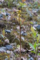 LBL1902484-1200  Coral-root Orchid, Corallorhiza trifida (Koralrod). © Leif Bisschop-Larsen / Naturfoto.