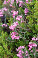 LBL1902497-1200  Marsh Andromeda, Andromeda polifolia (Rosmarinlyng). © Leif Bisschop-Larsen / Naturfoto.