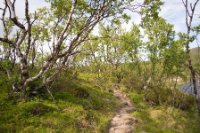 LBL1902533-1200  Birch "forest" at Vestre Jacobselv, Varanger. © Leif Bisschop-Larsen / Naturfoto.