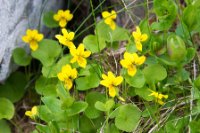 LBL1902544-1200  Yellow Wood Violet, Viola biflora (Fjeldviol), Vestre Jacobselv, Varanger. © Leif Bisschop-Larsen / Naturfoto.