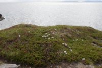 LBL1902578-1200  Eggs of Kittiwake (Ride) maybe predated by Raven (Ravn). Ekkerøy, Varanger. © Leif Bisschop-Larsen / Naturfoto.