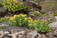 LBL1902585-1200  Rose-root, Rhodiola rosea (Rosenrod), Ekkerøy, Varanger. © Leif Bisschop-Larsen / Naturfoto.