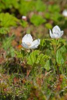 LBL1902612-1200  Cloudberry, Rubus chamaemorus (Multebær), Ekkerøy, Varanger. © Leif Bisschop-Larsen / Naturfoto.