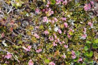 LBL1902643-1200  Creeping Azalea, Loiseleuria procombens (Kryblyng), Komagdalen, Varanger. © Leif Bisschop-Larsen / Naturfoto.