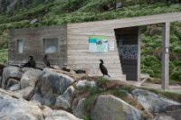 LBL1902679-1200  Shag (Topskarv), Phalacrocarbo aristotelis have invaded the bird hide at Hornøya, Varanger. © Leif Bisschop-Larsen / Naturfoto.