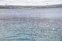 LBL1902696-1200  Sea-birds (mainly Guillemots) at Hornøya, Varanger. © Leif Bisschop-Larsen / Naturfoto.