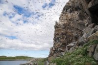 LBL1902703-1200  Seabird colony (mainly Guillemots), Hornøya, Varanger. © Leif Bisschop-Larsen / Naturfoto.