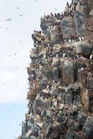 LBL1902712-1200  Seabird colony (mainly Guillemots), Hornøya, Varanger. © Leif Bisschop-Larsen / Naturfoto.