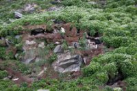 LBL1902713-1200  Nesting area for Shag (Topskarv), Phalacrocarbo aristotelis, Hornøya, Varanger. © Leif Bisschop-Larsen / Naturfoto.