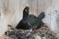 LBL1902731-1200  Shag (Topskarv), Phalacrocarbo aristotelis, Hornøya, Varanger. © Leif Bisschop-Larsen / Naturfoto.