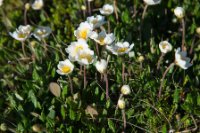 LBL1902764-1200  Mountain Avens, Dryas octopetala (Fjeldsimmer), Vesterelva, Persfjord, Varanger. © Leif Bisschop-Larsen / Naturfoto.