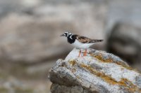 LBL1902861-1200  Ruddy Turnstone (Stenvender), Arenaria interpres, Ekkerøy, Varanger. © Leif Bisschop-Larsen / Naturfoto.