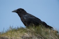 LBL1902892-1200  Raven (Ravn), Corvus corax, Ekkerøy, Varanger. © Leif Bisschop-Larsen / Naturfoto.