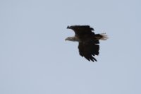 LBL1902903-1200  White-tailed Eagle (Havørn), Haliaeetus albicilla, Ekkerøy, Varanger. © Leif Bisschop-Larsen / Naturfoto.