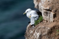 LBL1902938-1200  Kittiwake (Ride), Rissa tridactyla, Ekkerøy, Varanger. © Leif Bisschop-Larsen / Naturfoto.