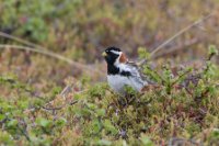 LBL1903054-1200  Lapland Bunting (Laplandsværling), Calcarius lapponicus, Komagdalen, Varanger. © Leif Bisschop-Larsen / Naturfoto.