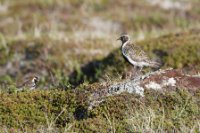 LBL1903088-1200  Lapland Bunting, Calcarius lapponica and Golden Plover (Hjejle), Pluvialis apricaria, Komagdalen, Varanger. © Leif Bisschop-Larsen / Naturfoto.